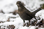 common blackbird