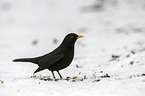 common blackbird