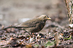 common blackbird