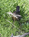 common blackbird