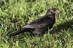 common blackbird
