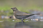 common blackbird