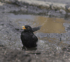 common blackbird