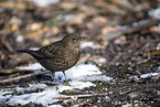 common blackbird