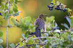 common blackbird