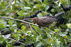 common blackbird