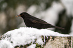 common blackbird