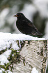 common blackbird