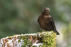 common blackbird
