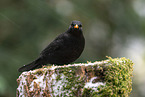 common blackbird