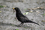 common blackbird