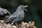 common blackbird