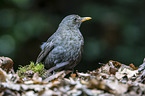 common blackbird