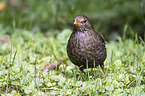 common blackbird