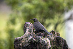 Eurasian Blackbird