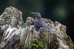 Eurasian Blackbird