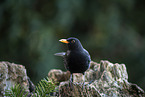 Eurasian Blackbird