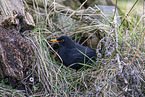 male blackbird