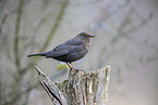 female blackbird