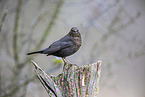 female blackbird