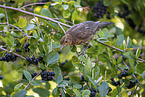 female blackbird