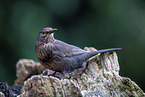 female blackbird