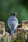 male blackbird
