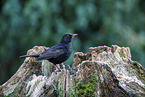 male blackbird