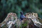 male blackbird