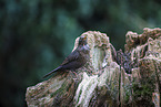 female blackbird