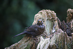 female blackbird