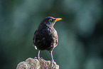 male blackbird
