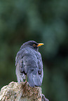 male blackbird