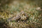 common blackbird