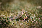 common blackbird
