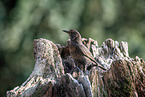 common blackbird