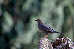 common blackbird