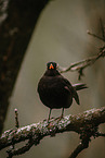 common blackbird