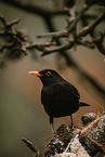common blackbird