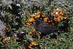 common blackbird