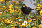 common blackbird