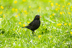 blackbird