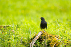 common blackbird