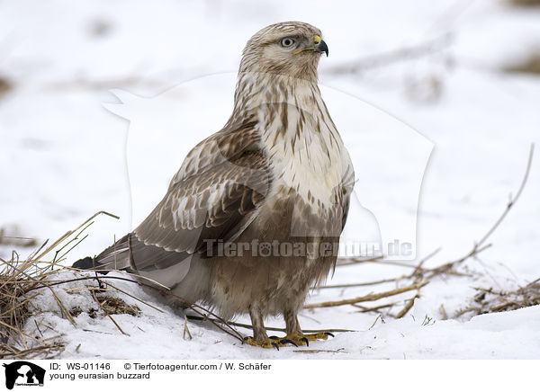 junger Musebussard im Winter / young eurasian buzzard / WS-01146