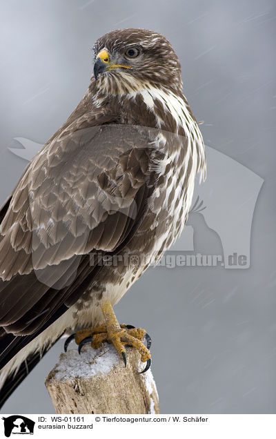 Musebussard im Winter / eurasian buzzard / WS-01161