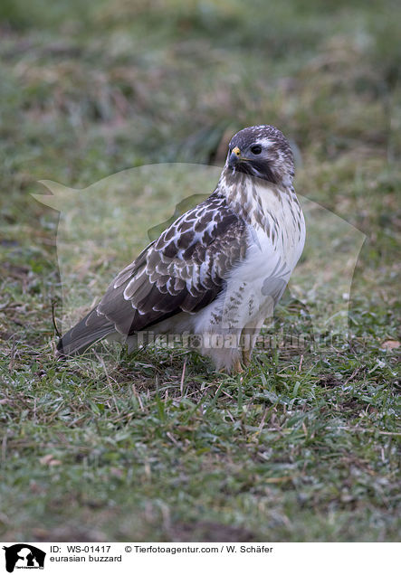 eurasian buzzard / WS-01417