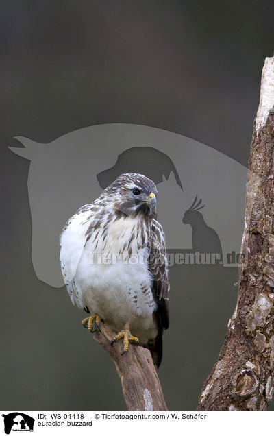 eurasian buzzard / WS-01418
