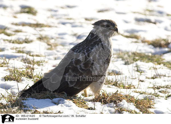 eurasian buzzard / WS-01420