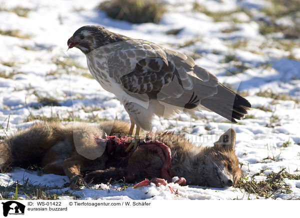 eurasian buzzard / WS-01422