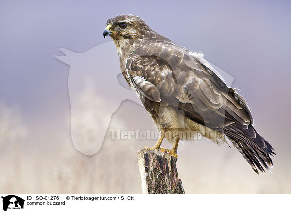 common buzzard / SO-01276